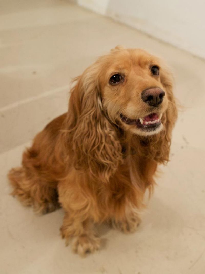 The “Older Rescue” Wave Is Real - 10 Breeds People Adopt as Adults Most Often 8 Cocker Spaniel