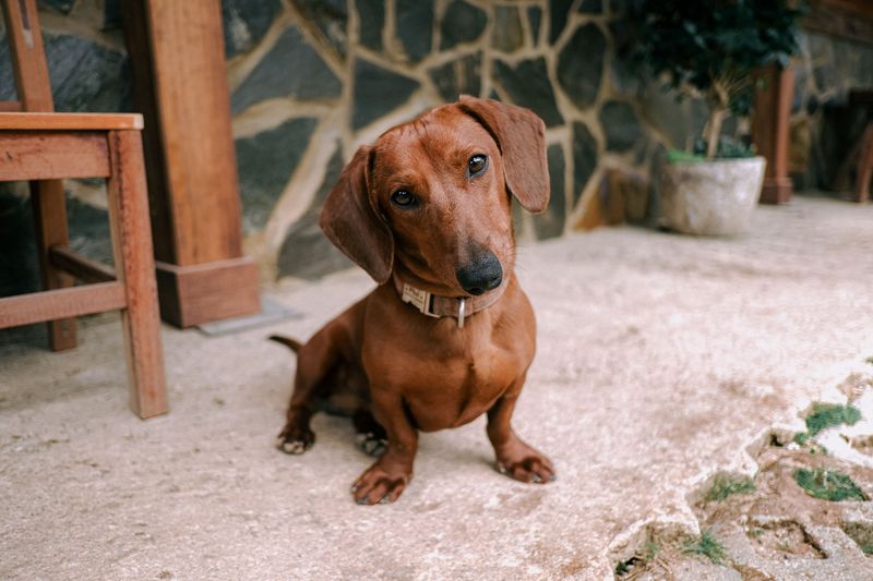 These charming floppy-eared breeds include familiar favorites and overlooked dogs worth discovering 5 Dachshund: Small Body, Big Attitude