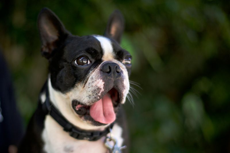 Barking habits