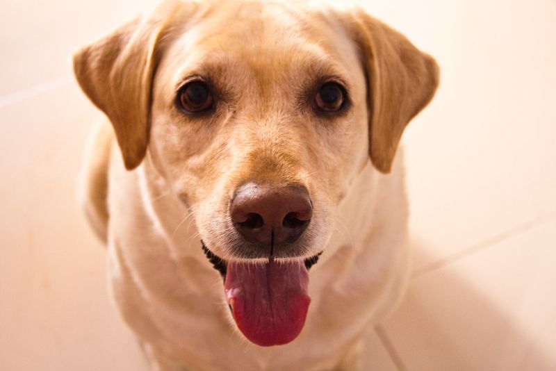 Labrador Retriever: Happy Hopeful