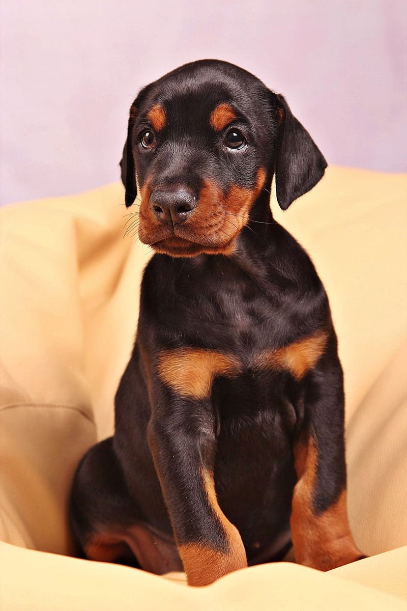 Doberman Pinscher