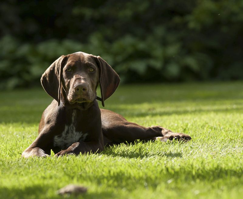 Thinking about a second dog? These 10 breed pairings often work beautifully – plus 2 unexpected matches 11 German Shorthaired Pointer + Vizsla