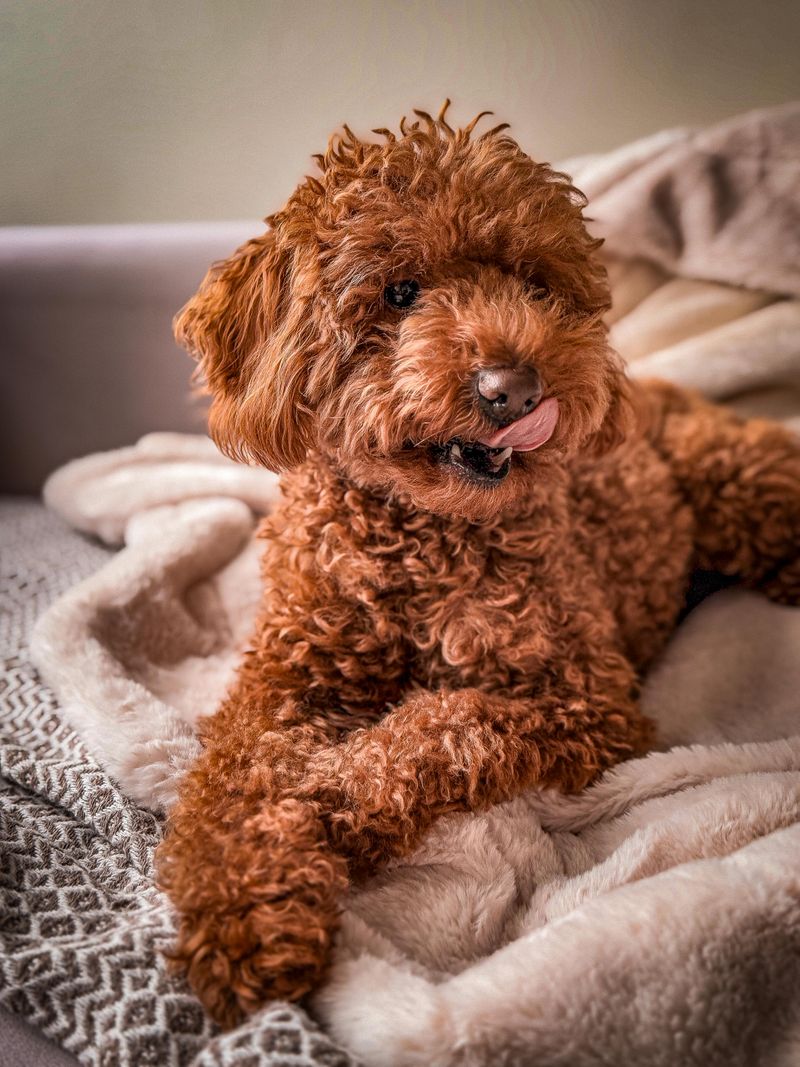 13 Dog Breeds That Stay Peaceful Indoors Even in Tight Spaces 11 Miniature Poodle