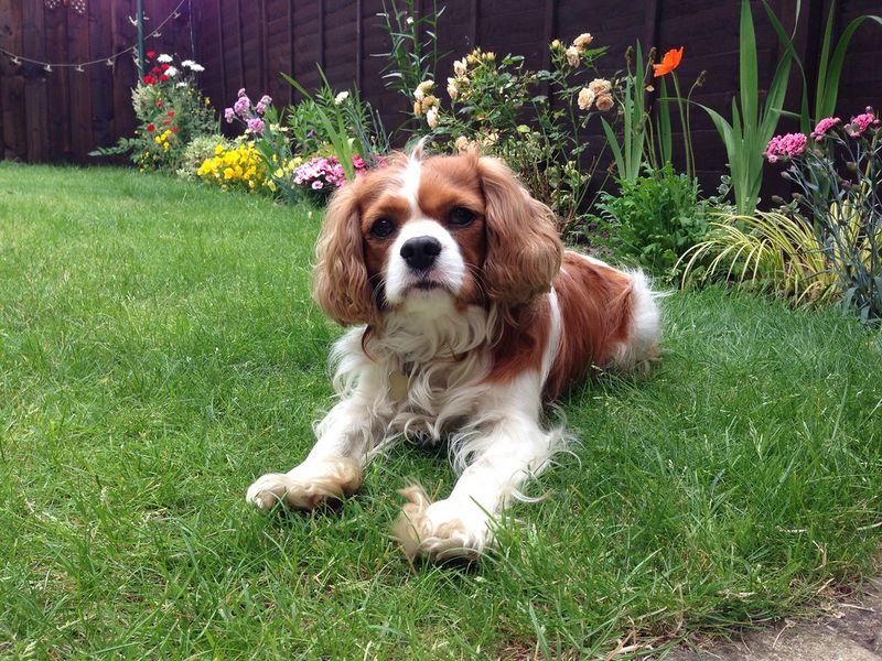 Cavalier King Charles Spaniel