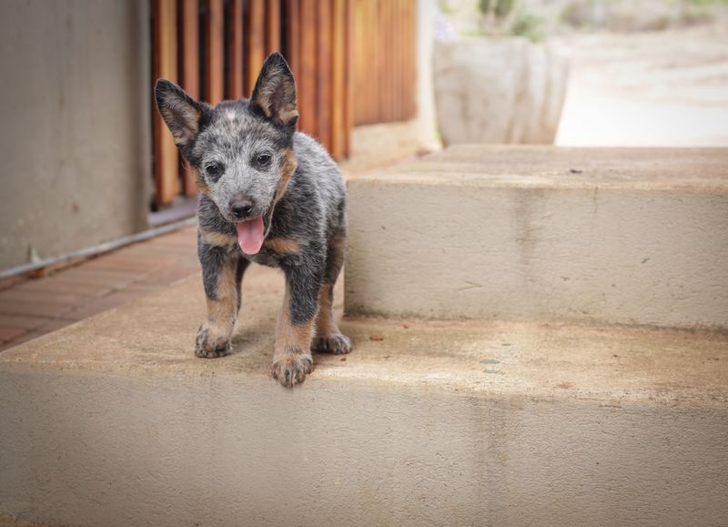 Some dogs glance at you - These breeds study you like they're waiting for the next clue 12 Australian Cattle Dog