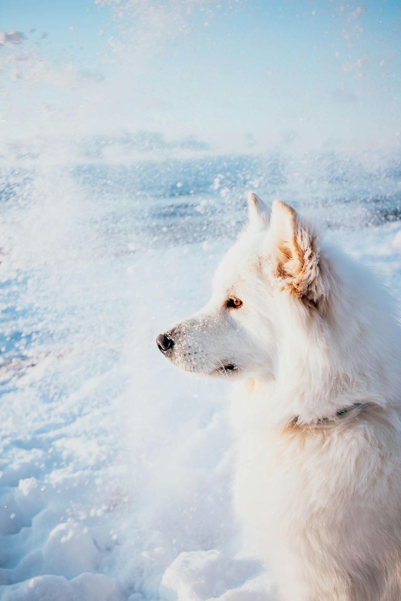 These 12 dogs bark so much owners sometimes feel like they’re living with alarms 11 Samoyed