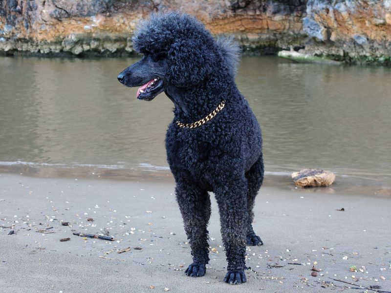 Standard Poodle