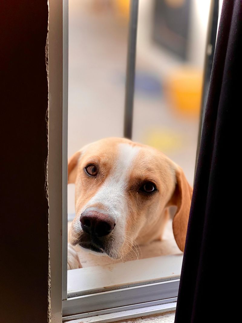 Dogs + Smart Homes Are Merging - 12 Features People Add Specifically for Pet Comfort 2 Auto-Closing Quiet Doors