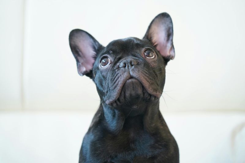12 companion dog breeds known for deep devotion later in life 10 French Bulldog