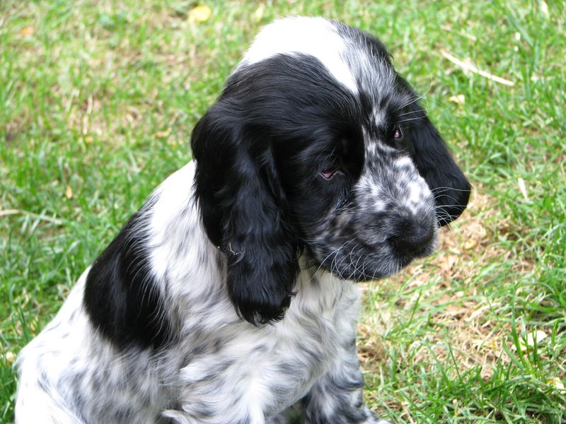 11 dogs that behave differently on leash than off it - and why it matters 12 Cocker Spaniel