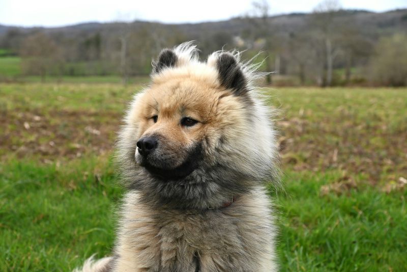 20 dog breeds that still feel fresh, exciting and underrated compared to the usual favorites 5 Eurasier