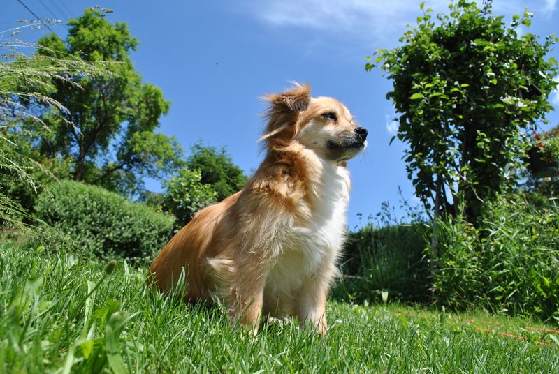 Tibetan Spaniel