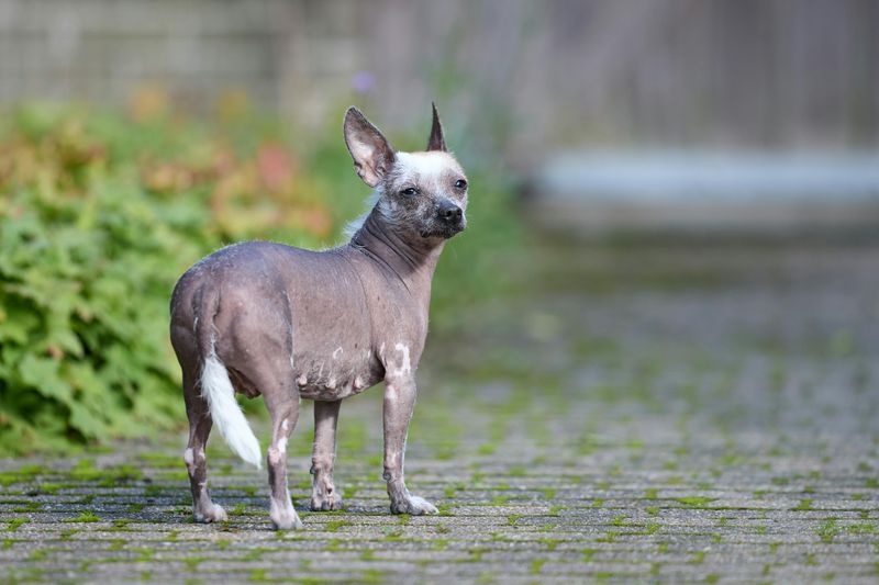 Peruvian Inca Orchid