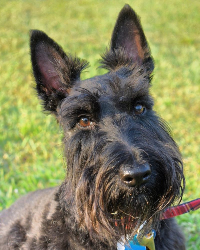 These 14 dog breeds don't express love through constant cuddles - and that's perfectly normal 10 Scottish Terrier