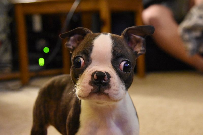 If your lifestyle includes markets, festivals, or busy streets, these dog breeds may fit right in 2 Boston Terrier
