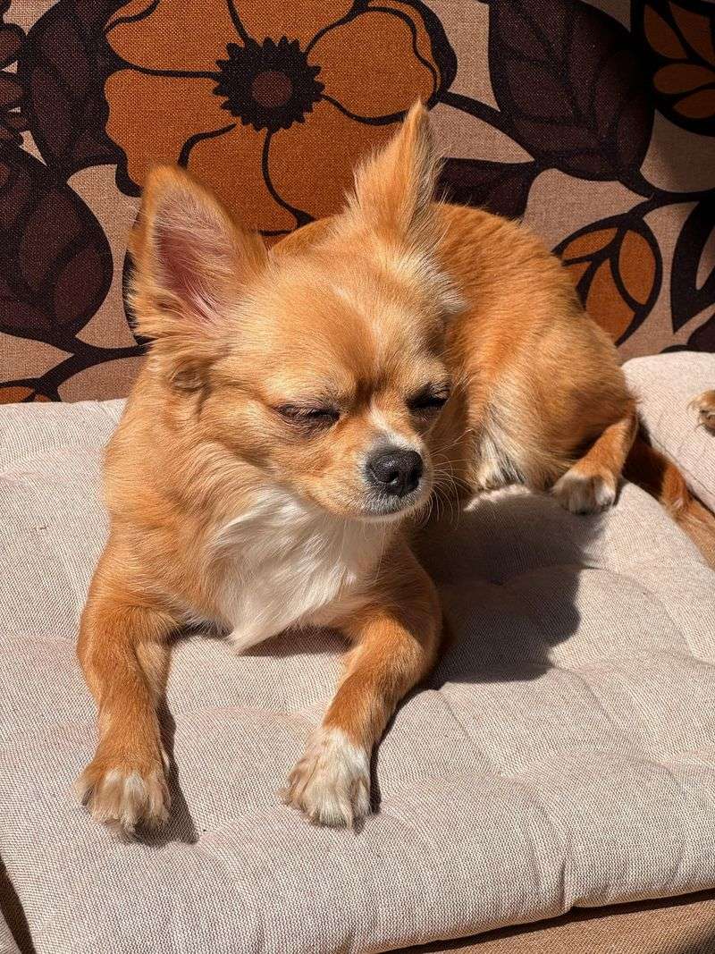 Chihuahua