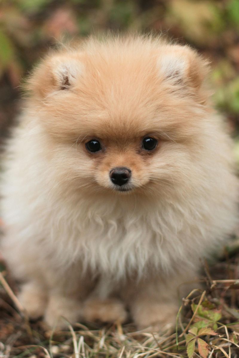 19 dog breeds that stand out the most in crowded public places without even trying 7 Pomeranian