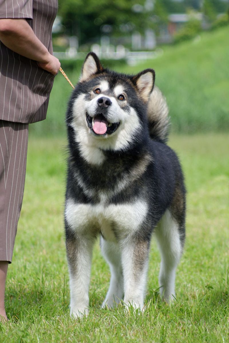 Wolf-like appearance doesn't always mean recent wolf ancestry - These breeds show the difference 3 Alaskan Malamute