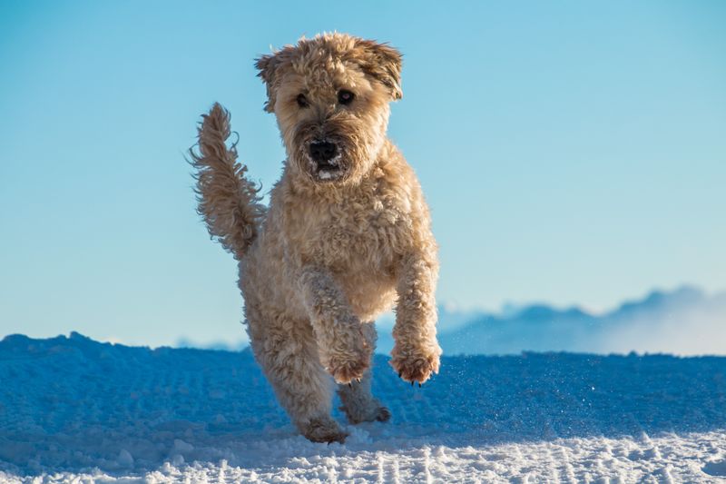 Lakeland Terrier