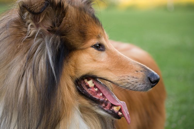 Which of these 20 Dog Breeds Are the Smartest? Here’s What Experts Say 18 Collie (Rough or Smooth)