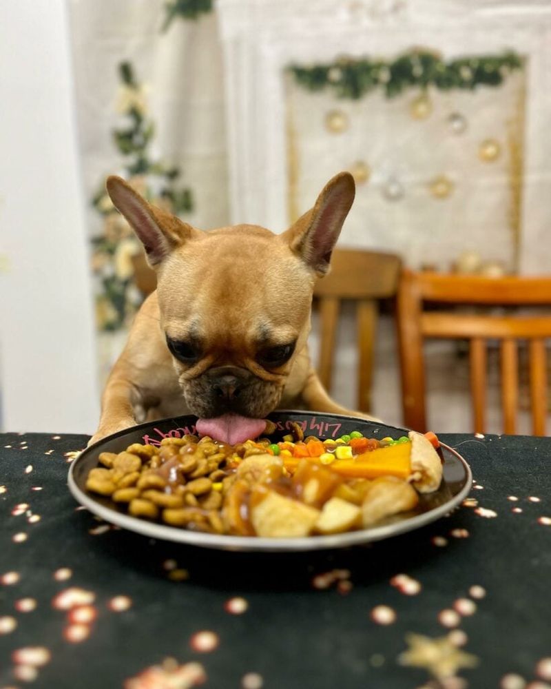 10 must-pack dog travel essentials that make every trip smoother 7 Dog food and treats