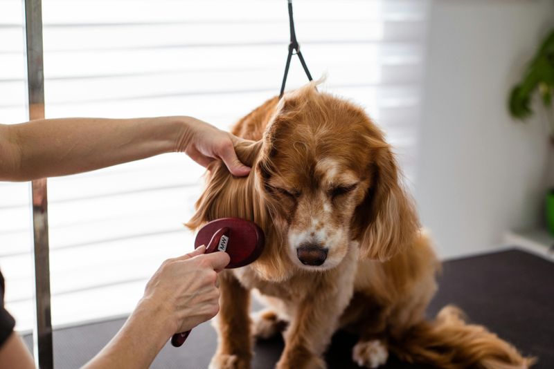 Soft brushing or grooming