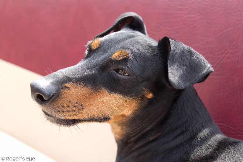 Manchester Terrier