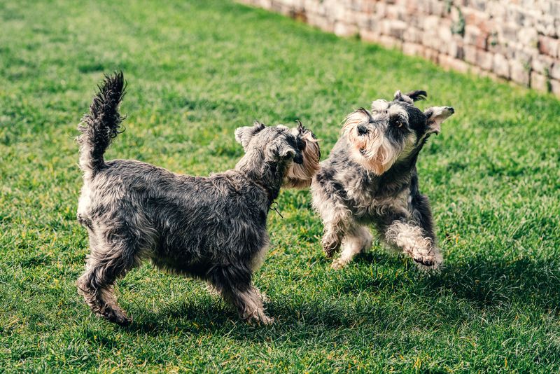 Life throws dogs surprises too - These breeds tend to regain their confidence remarkably well 8 Miniature Schnauzer - the brisk little strategist