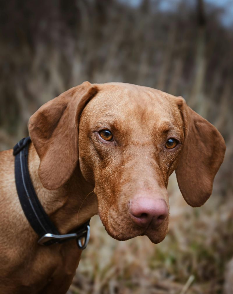 11 loving dogs that treat staying close to you as their favorite thing in life 3 Vizsla