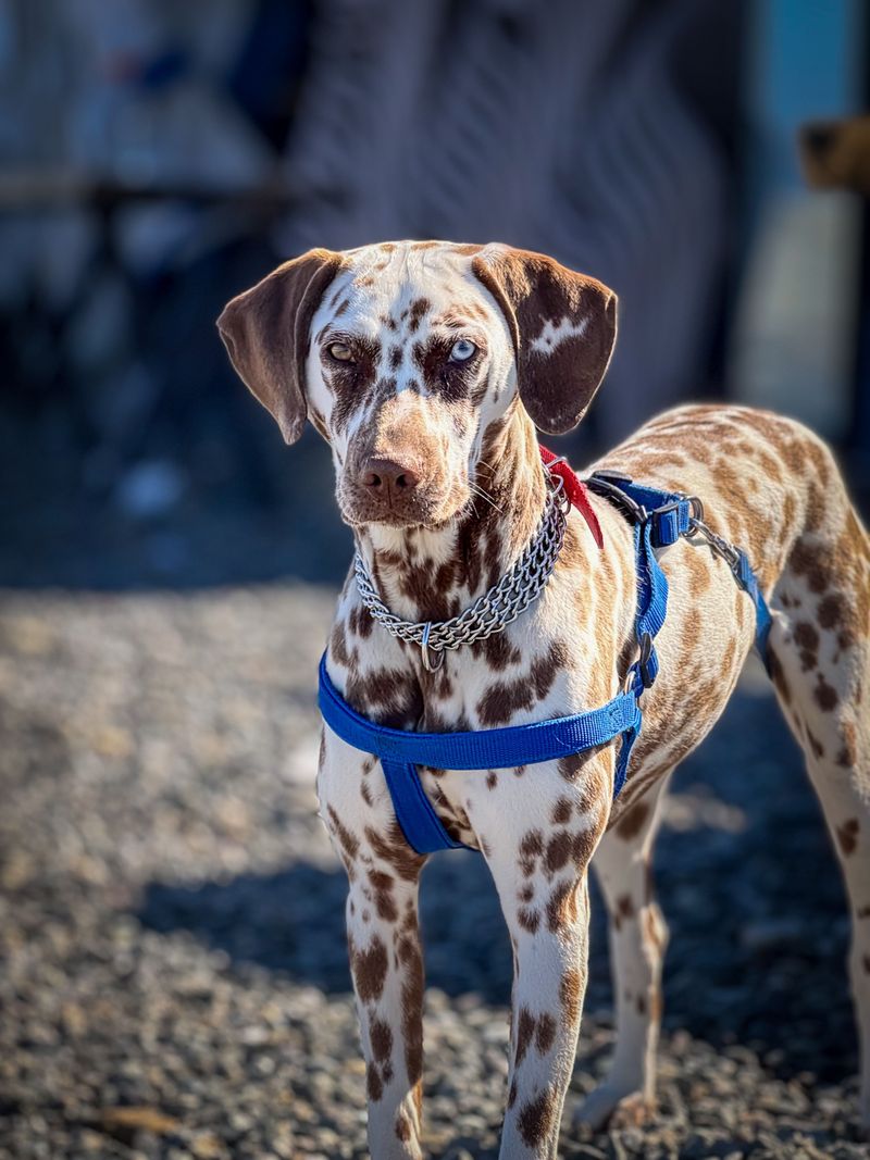 These dog breeds prove canine cuteness comes in far more forms than fluffy puppies 6 Dalmatian