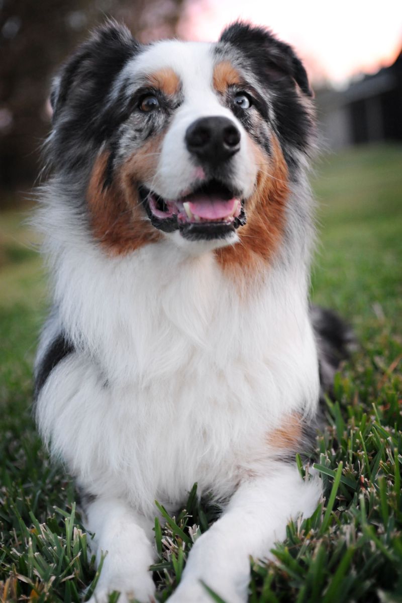 Some dog breeds form such deep bonds that goodbyes never get easier 11 Australian Shepherd