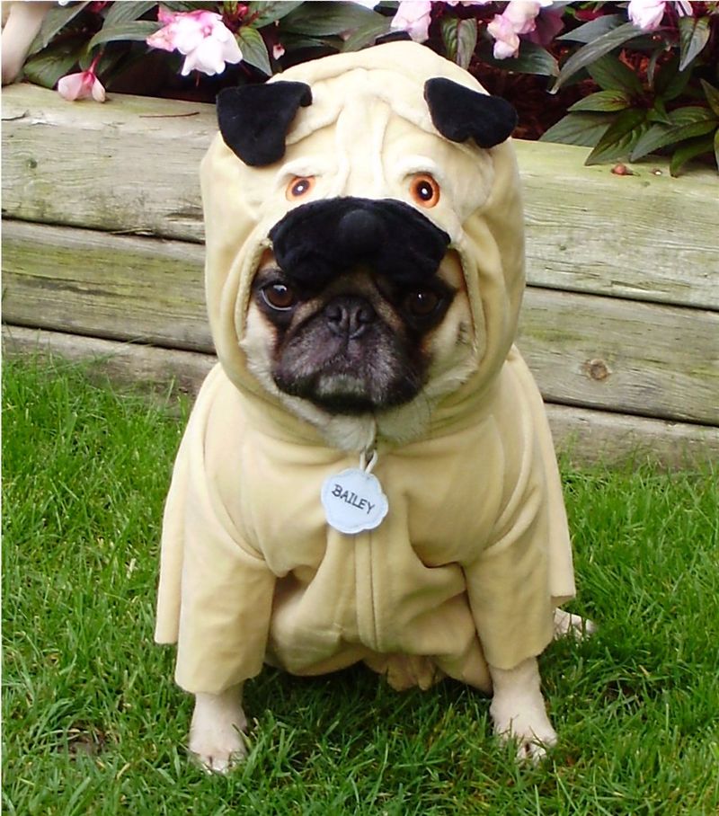 Viral videos made these 14 dog breeds famous – plus 3 that should be next 11 Pug