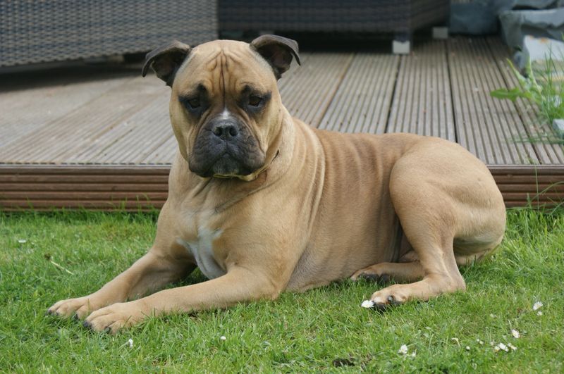 Tiny apartment equals tiny dog? That's one dog-owning rule worth questioning 7 Bullmastiff