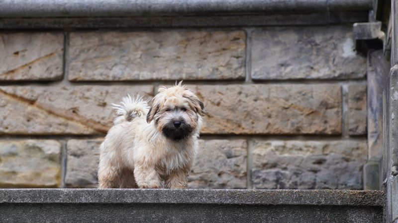 These dog breeds make first-time training far less intimidating 5 Havanese