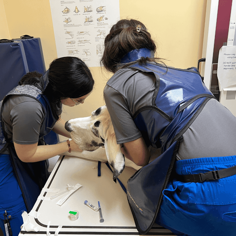 11 Changes Vets Say You Should Never Ignore in Your Dog 4 Sudden Lethargy or Weakness