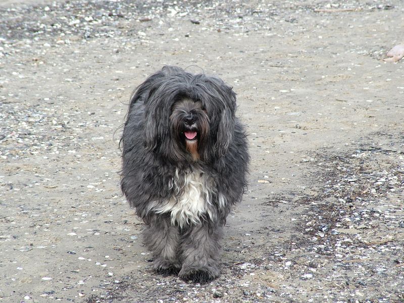 Bergamasco Sheepdog