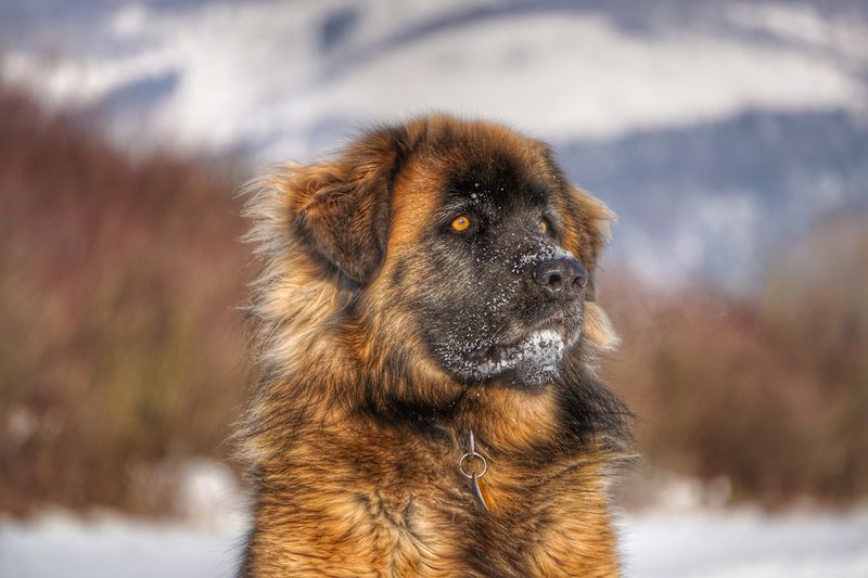 The biggest surprises about giant dog breeds usually happen after adoption 4 Leonberger