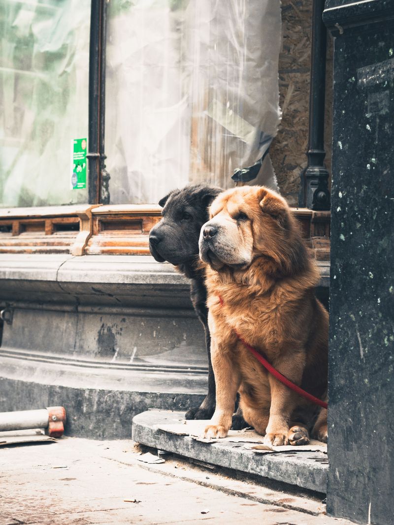 Chow Chow