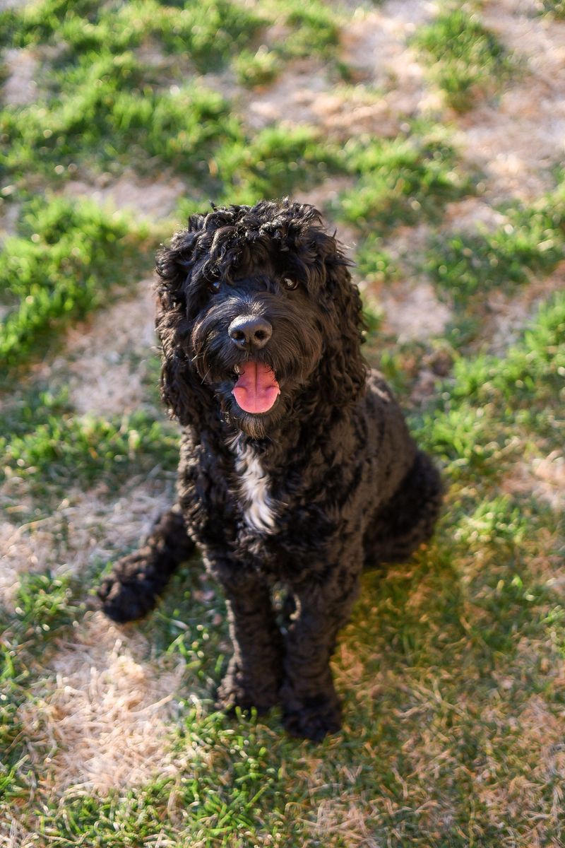 Some dog breeds are perfectly happy slowing life down once the adventure is over 9 Portuguese Water Dog