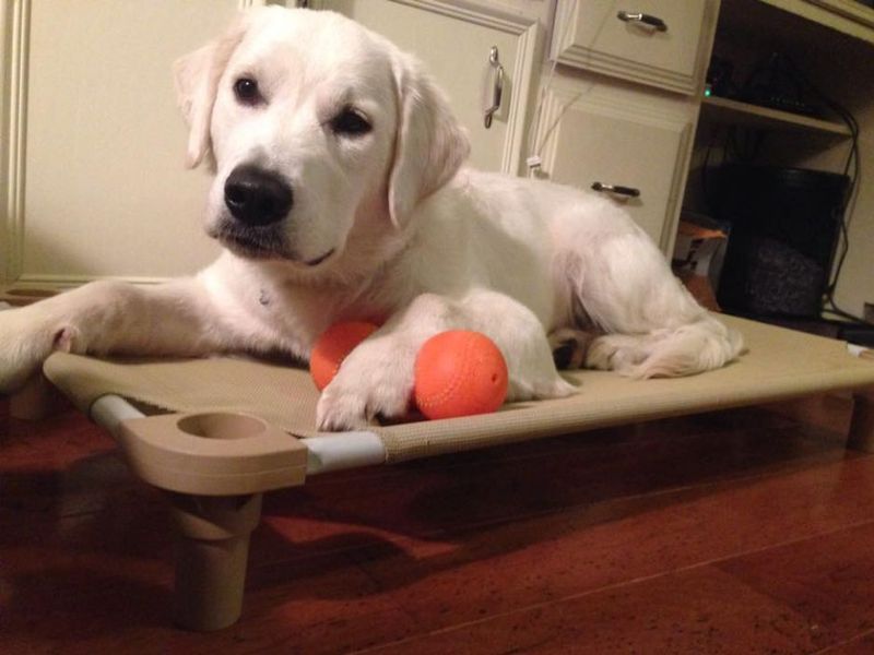 refusing a toy they wanted a minute ago