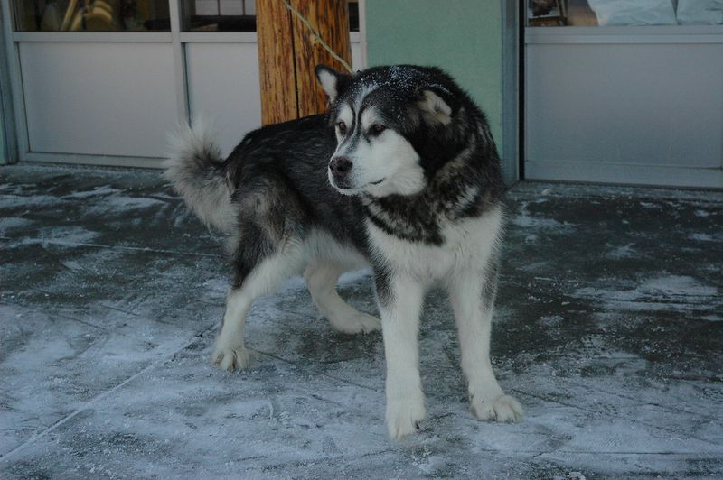 12 difficult dog breeds that demand serious commitment and consistency 13 Alaskan Malamute