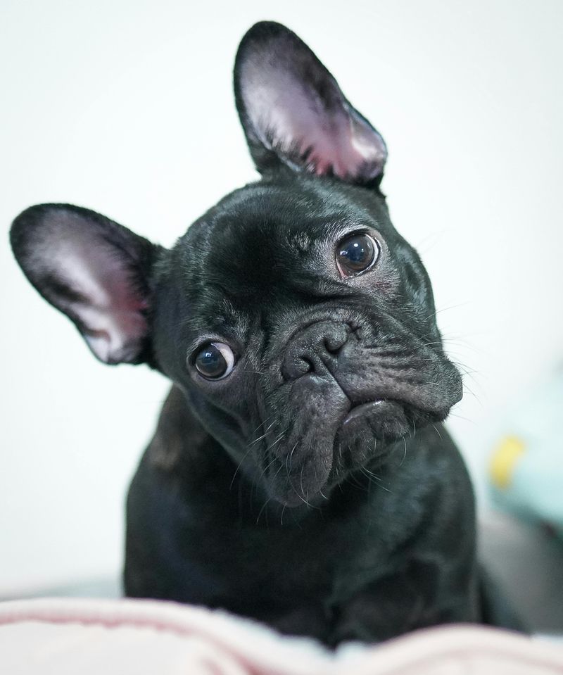 6 massive dogs that can overwhelm your home and 8 that fit anywhere 8 French Bulldog
