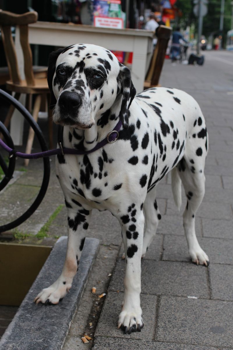 The young dog driving you completely crazy may eventually become the one you'd give anything to keep young 6 Dalmatian