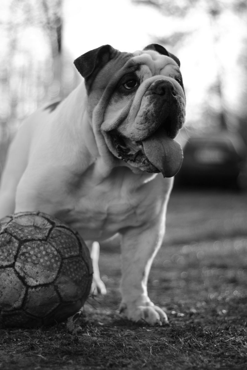 English Bulldog