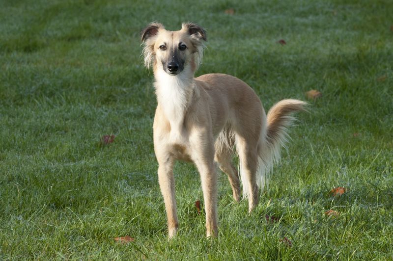 Silken Windhound