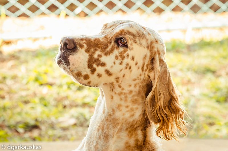 English Setter