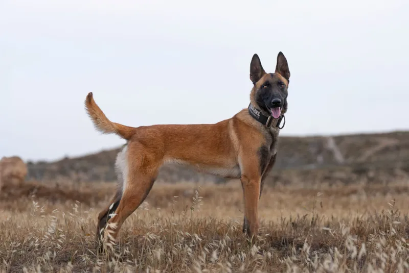 Once bonded, these 13 dogs never let go 12 Belgian Malinois
