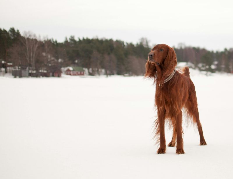 12 fun-loving dog breeds experts say instantly lift the mood around them 7 Irish Setter