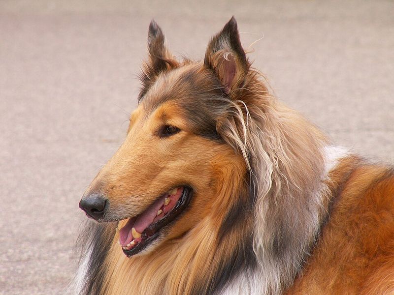 Rough Collie