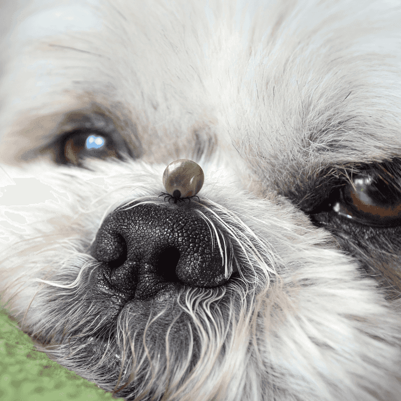 DIY Flea and Tick Remedies